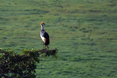 From Nairobi: 12 Days Small Group Kenya and Tanzania Safari