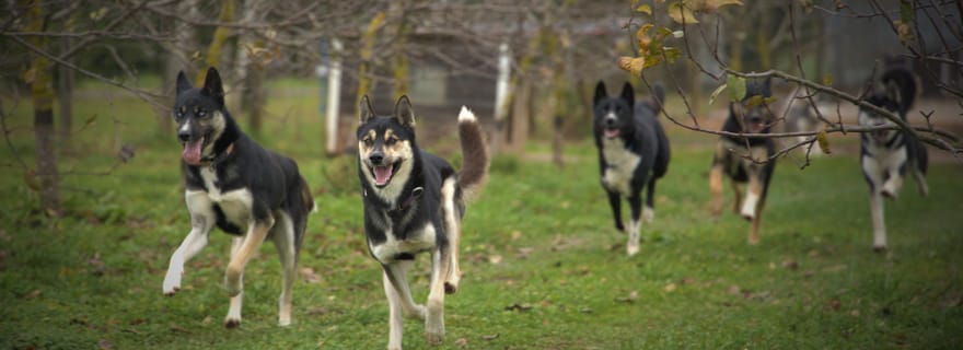 CHENIL DE CHIENS DE TRAÎNEAU VISITE TARTU PAYS ESTONIE