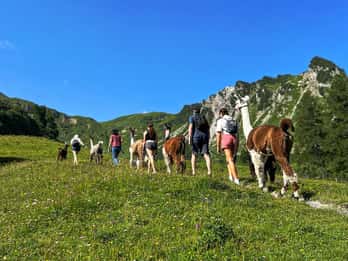 Triesenberg: Walk with Llamas in the Mountains