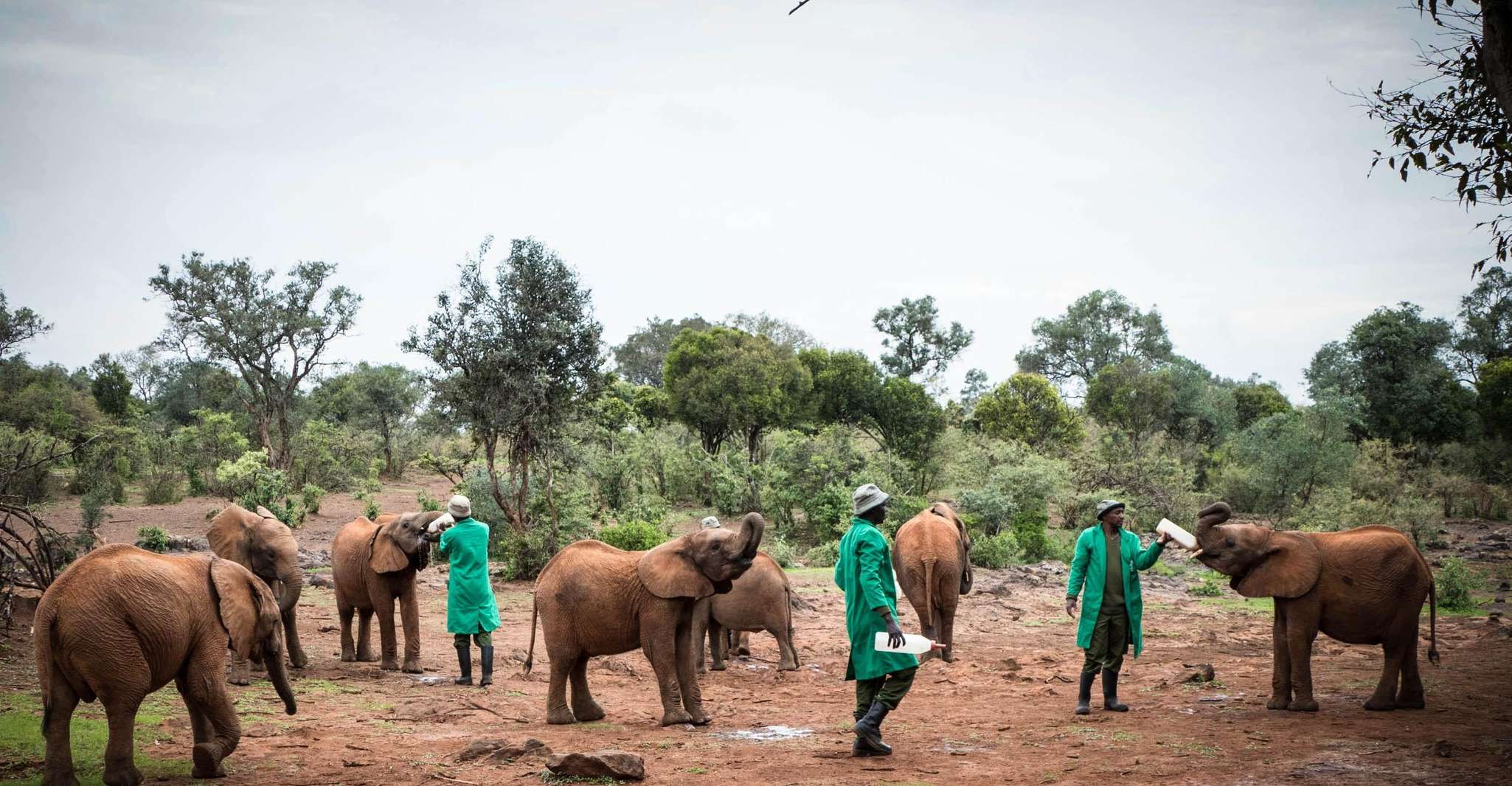 National Park, Giraffe Center ve Nairobi'deki Baby Elephant yakınlarındaki oteller - Hizvo