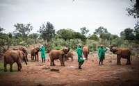 Nationalpark, Giraffenzentrum und Baby Elefant in Nairobi - Hizvo