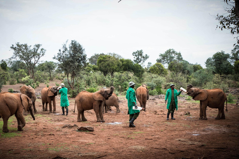 Nationalpark, Giraffenzentrum und Elefantenbaby in Nairobi