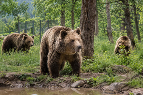 Bucharest Tour: Dracula's Castle, Bear Sanctuary & Brasov PRIVATE MINIVAN : Dracula's Castle, Bear Sanctuary & Brasov