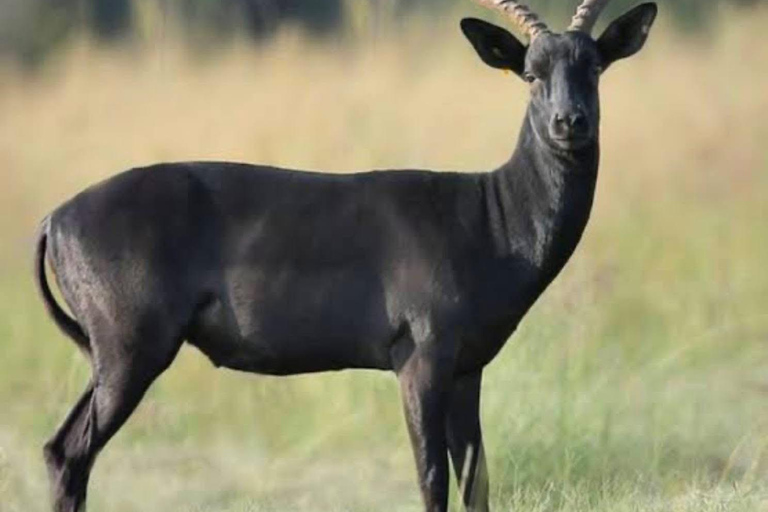 Addis Abeba: Tagestour zum Zuqualla-Berg und zum Kloster