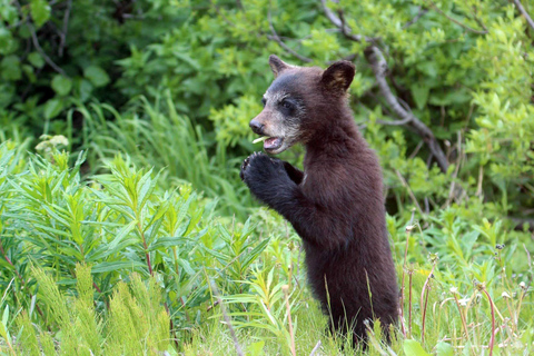 Skagway: Klondike Highway &amp; Yukon bustour met Husky Kennel