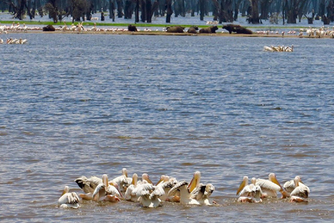 Da Nairobi: escursione al Parco Nazionale del Lago NakuruEscursione al Parco Nazionale del Lago Nakuru senza biglietto d&#039;ingresso
