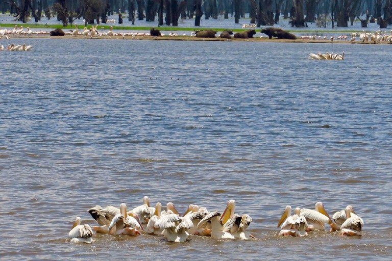 Da Nairobi: escursione al Parco Nazionale del Lago NakuruEscursione al Parco Nazionale del Lago Nakuru senza biglietto d&#039;ingresso