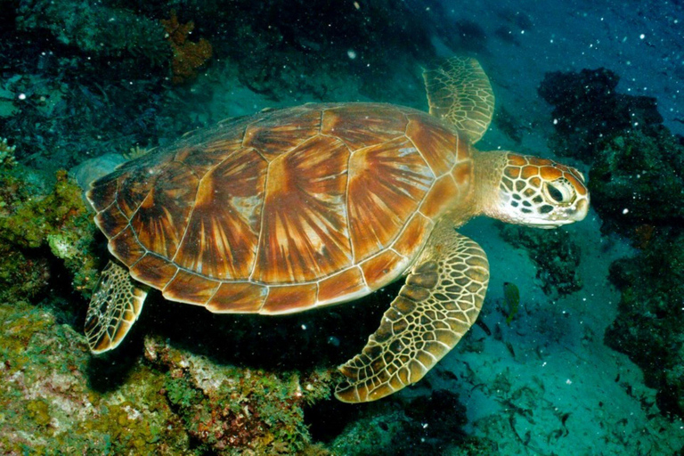 Esnórquel con tortugas, Kayak transparente, Clase de cocina, Stone Town