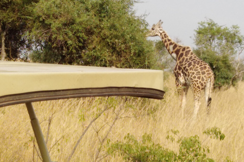 Uganda: 6-Day Safari with Kibale, Queen Elizabeth & More 6-Day Safari with Kibale, Queen Elizabeth & More