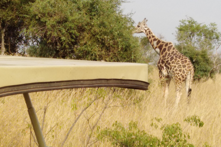 Uganda: 6-Day Safari with Kibale, Queen Elizabeth & More 6-Day Safari with Kibale, Queen Elizabeth & More