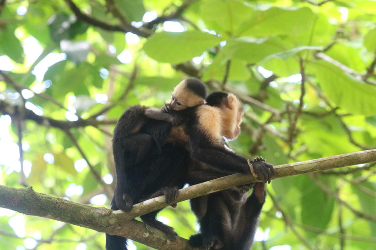 Parc national du Corcovado, station San Pedrillo, randonnée d&#039;une journée