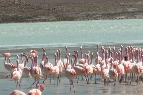 Von San Pedro de Atacama: 3-tägige Uyuni-Salzebenen-TourVon San Pedro de Atacama: 3-tägige Uyuni-Salinen-Tour