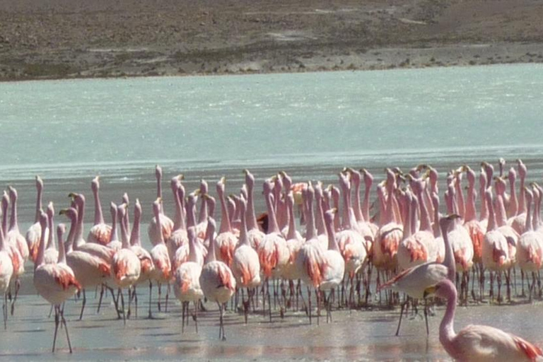 Z San Pedro de Atacama: 3-dniowa wycieczka po słonych równinach Uyuni