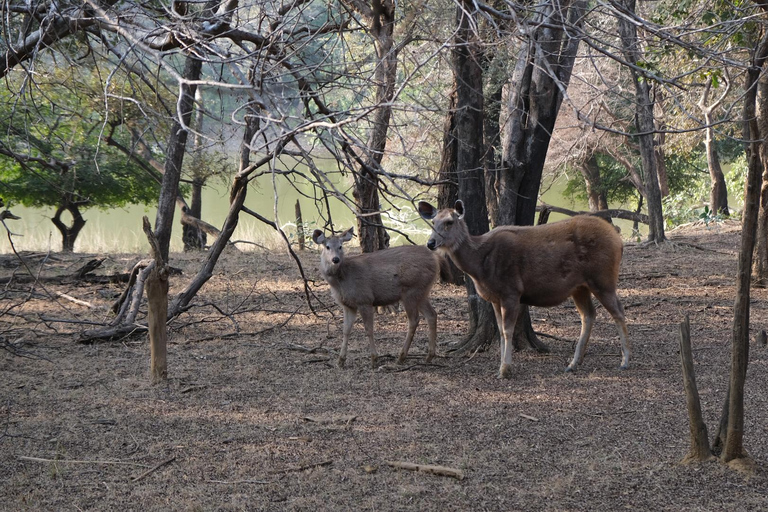 Spot Tigers and other wild of Ranthambore on a Day-Same Tour Ranthambore day trip with local guide full day + naturalist