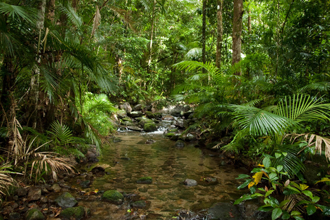 Zabytki Tablelands i las deszczowy Daintree