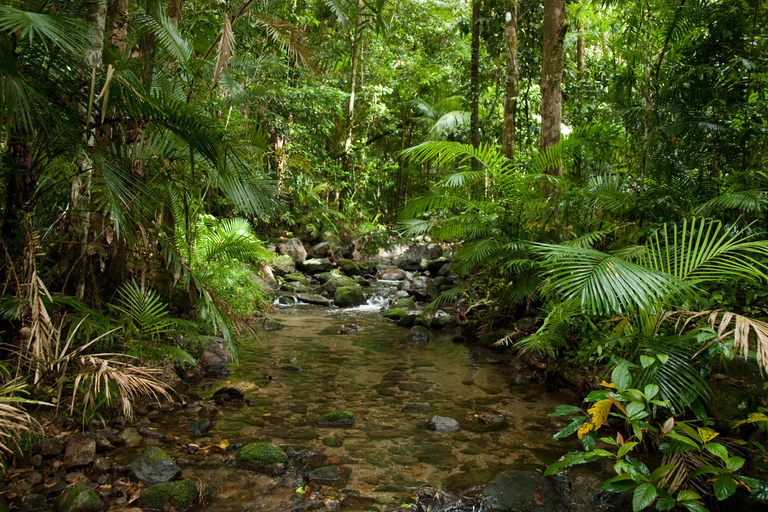 Tablelands Sights & Daintree Rainforest