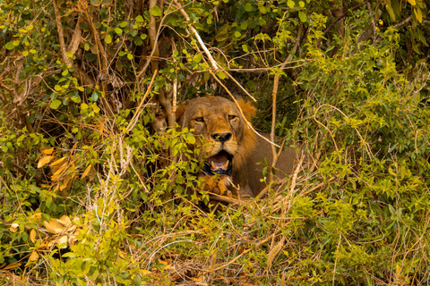 From Diani Beach or Mombasa: 2-Day Tsavo East Safari