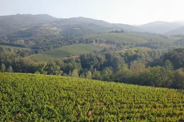 Siena, San Gimignano and Chianti Experience