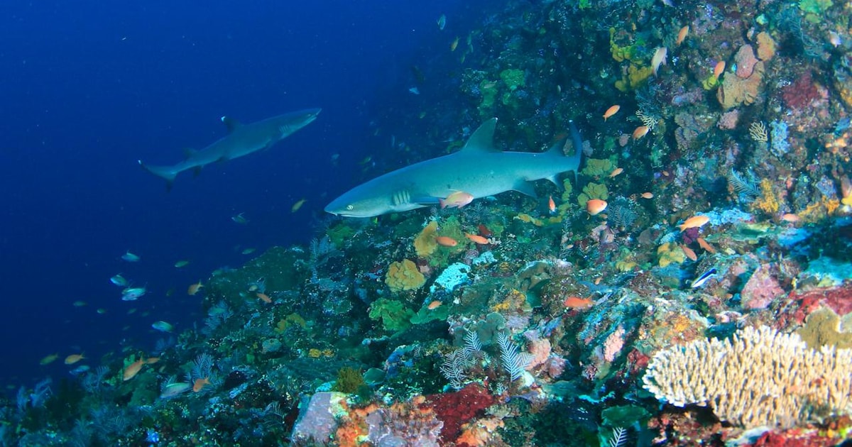 Bali Padangbai Blue Lagoon Scuba Diving GetYourGuide