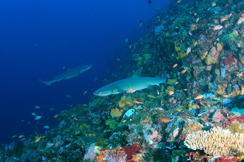 Bali: Mergulho na lagoa azul de PadangbaiBali: Padangbai Bluelagoon