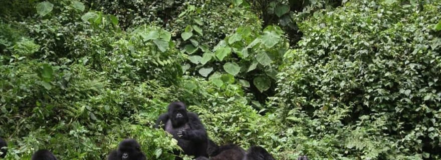 Au départ de Kigali : Visite à la découverte des gorilles en Ouganda (1 journée)