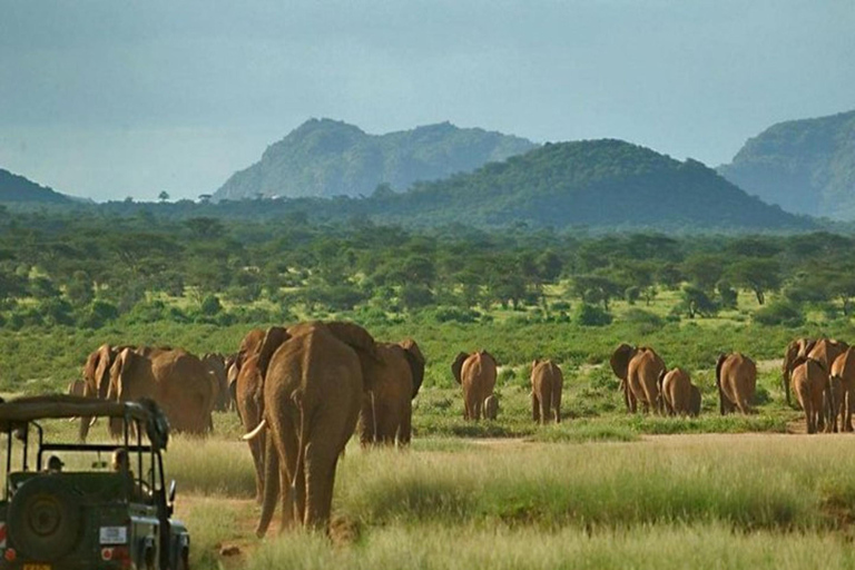 Nairobi: 3-Day Samburu National Park Safari with Pickup