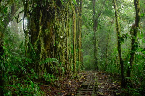 Monteverde: Aventura en el dosel del Bosque Nuboso de Monteverde