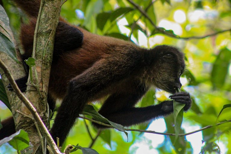 Uvita: Caño Island &amp; Corcovado National Park Combo Tour
