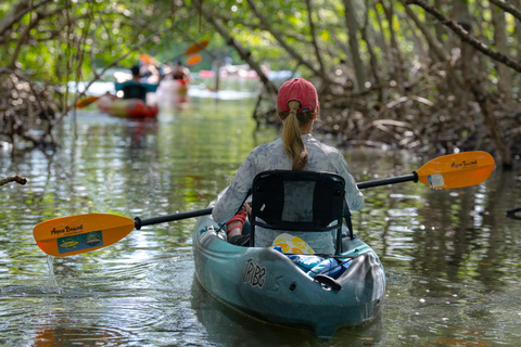 Sarasota: Guided Mangrove Tunnel Kayak Tour Lido Key