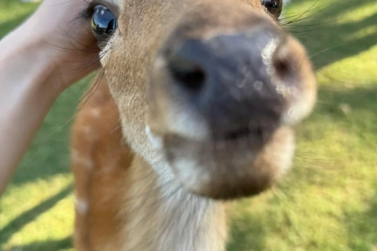 Hangzhou Qingshan Lake Water‑Forest Private Day Tour Ticket + Deer‑Feeding | Separate Driver & Guide