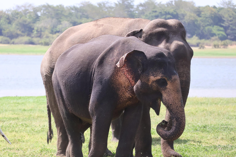 Sigiriya: Minneriya National Park Shared Safari with Pickup