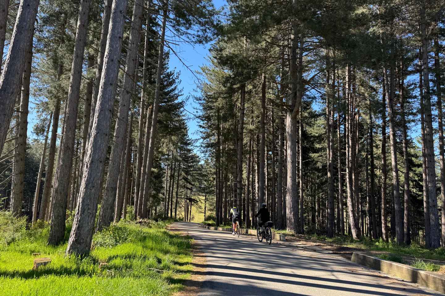 Tour in e-bike in Sila e degustazione prodotti tipici