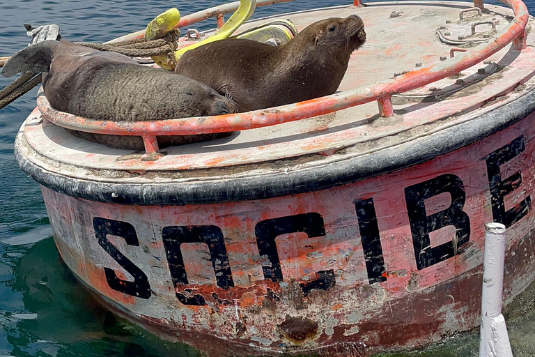 Santiago: Valparaíso + Boat + Viña del Mar + Tasting at Boutique Winery Santiago: Valparaíso + Boat + Viña del Mar + Tasting at Viña Boutique