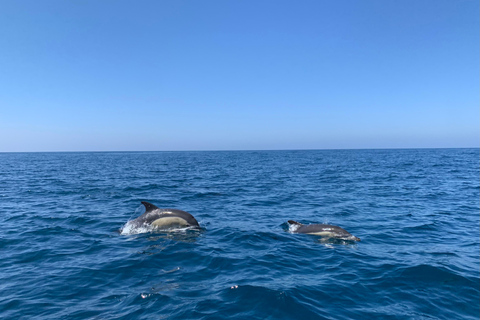 Delfinbeobachtung im Arrábida Naturpark