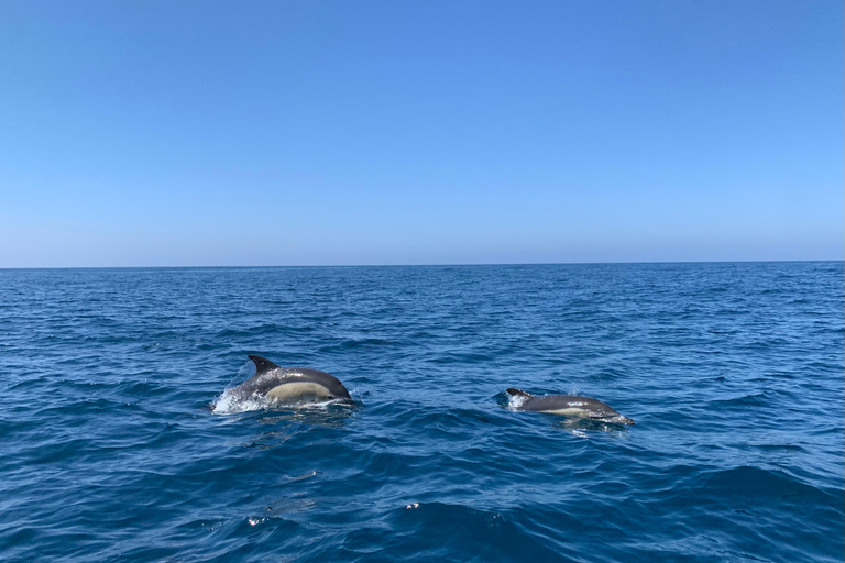 Sesimbra: Tour in barca per l&#039;osservazione dei delfini di Arrábida con biologoSesimbra: Tour in barca con biologo per l&#039;osservazione dei delfini di Arrábida