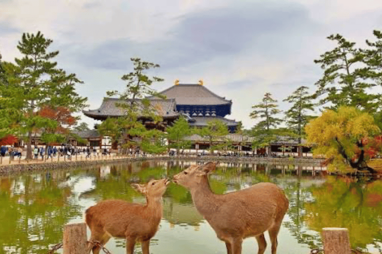 Nara: Private Full-Day Tour with Licensed Guide