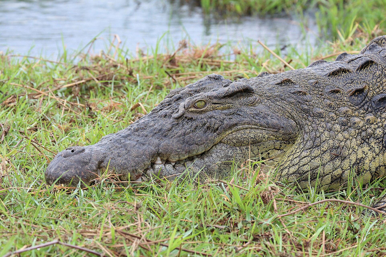 Chobe Safari from Victoria Falls: Game Drive & Cruise
