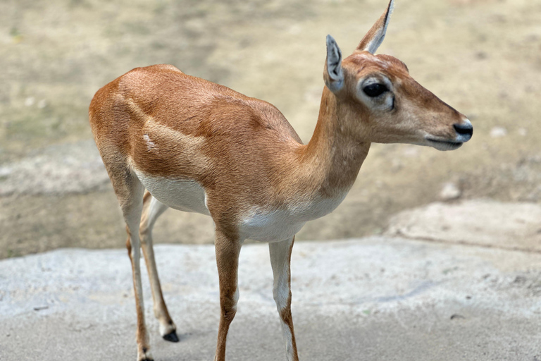 Agra To Bharatpur Same Day Tour with Fatehpur Sikri