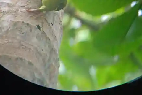 Cahuita's Birdwatching Tour
