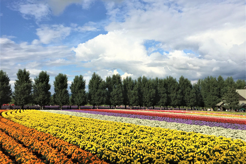 Furano & Biei Day Bus Tour | Farm Tomita + Shikisai-no-Oka Sapporo TV Tower Departure(With Lunch&Melon Buffet)