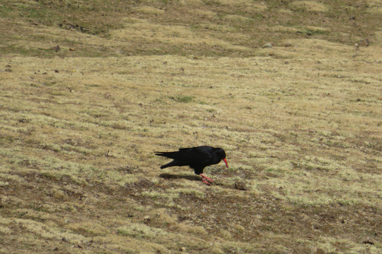 Addis Ababa: 8-Day Bale Mountains Birdwatching Tour
