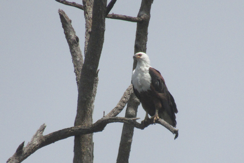 From Nairobi: Lake Nakuru National Park Day Trip Nakuru Day Trip Group Joining