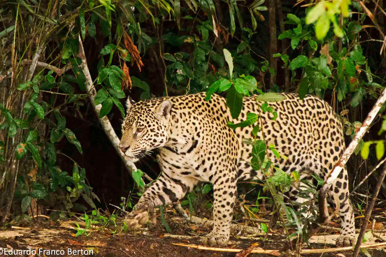 Iquitos: aventura de 6 días en la selva amazónica con comidas incluidas.Iquitos: aventura de 6 días por la selva amazónica con comidas incluidas