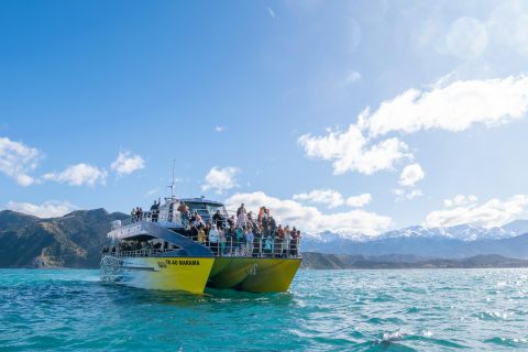 Kaikoura: Whale Watching Cruise