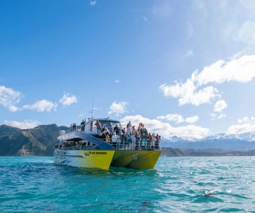 Kaikoura: Crociera per avvistare le balene