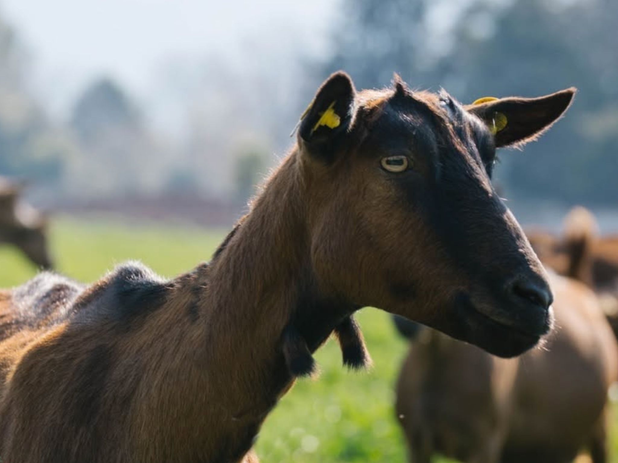 Tour auf einer Ziegenfarm: Käseherstellung mit Verkostung in Paestum