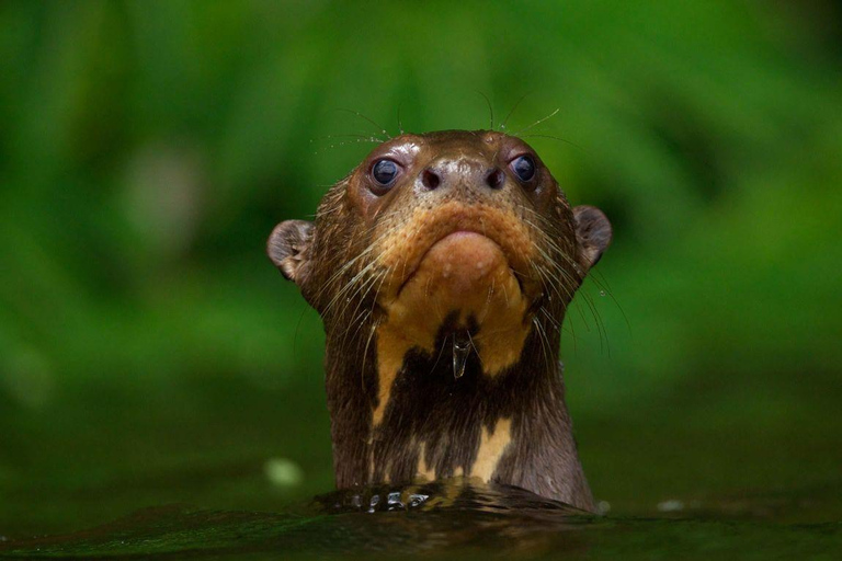Cusco: Manu National Park 5-Day Jungle Wildlife Tour