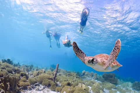 Maui: Molokini and Turtle Town Snorkel with Deli Lunch