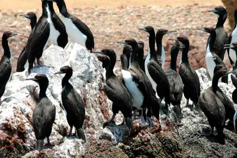 Paracas National Reserve Tour
