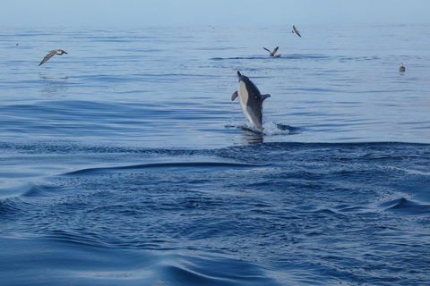 Dolphin Watching in Arrábida Natural Park